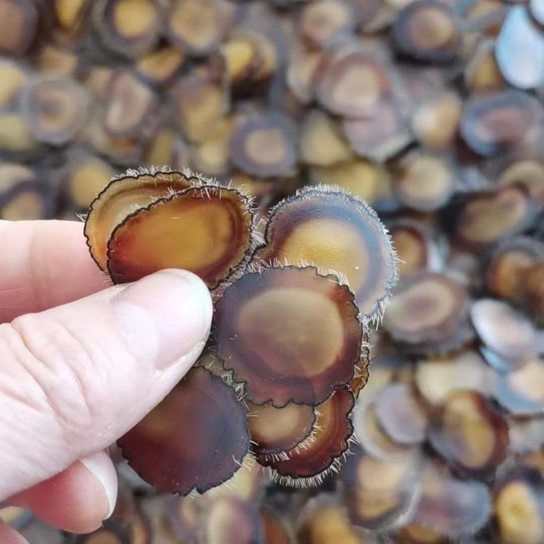 安国市海马鹿茸、小赵