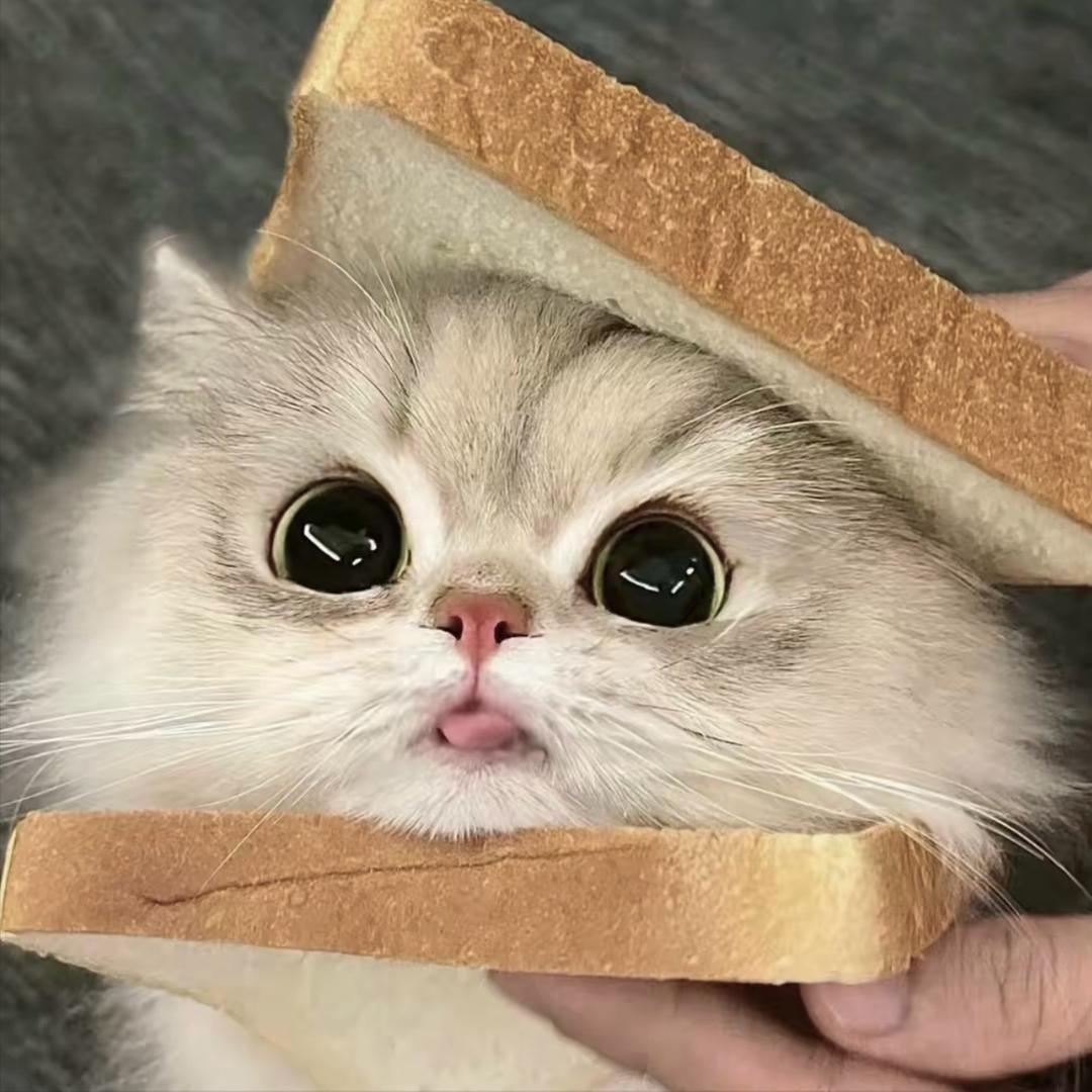 帕尼尼🥯666