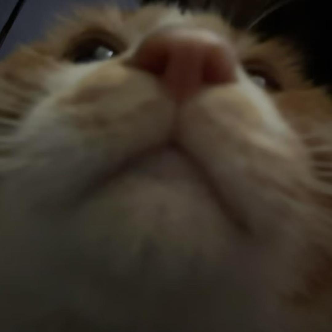 桑代克的猫