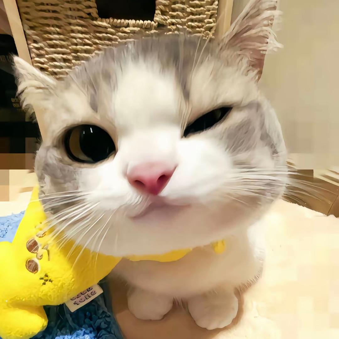 酸奶猫meme