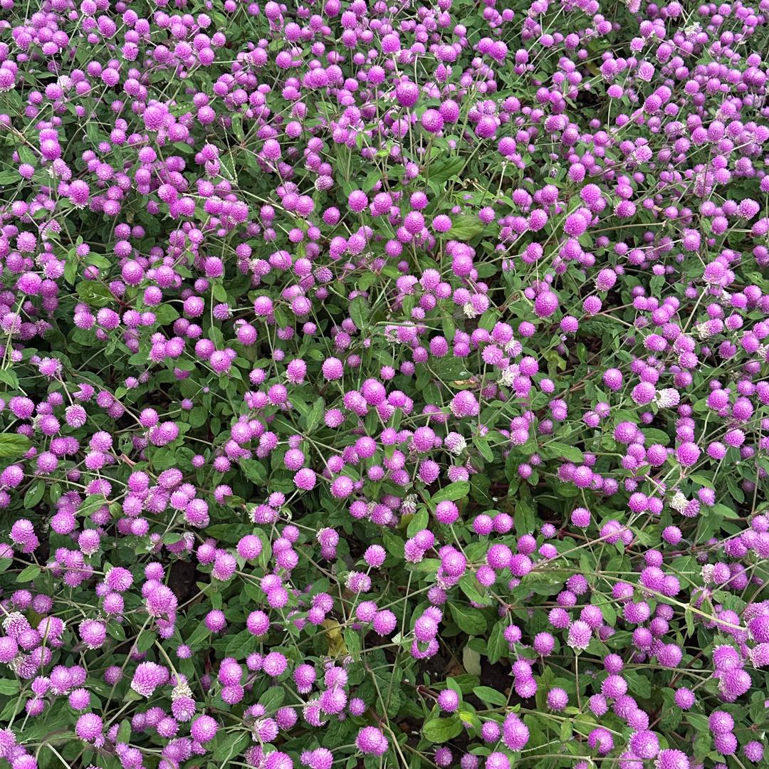 梅🌺