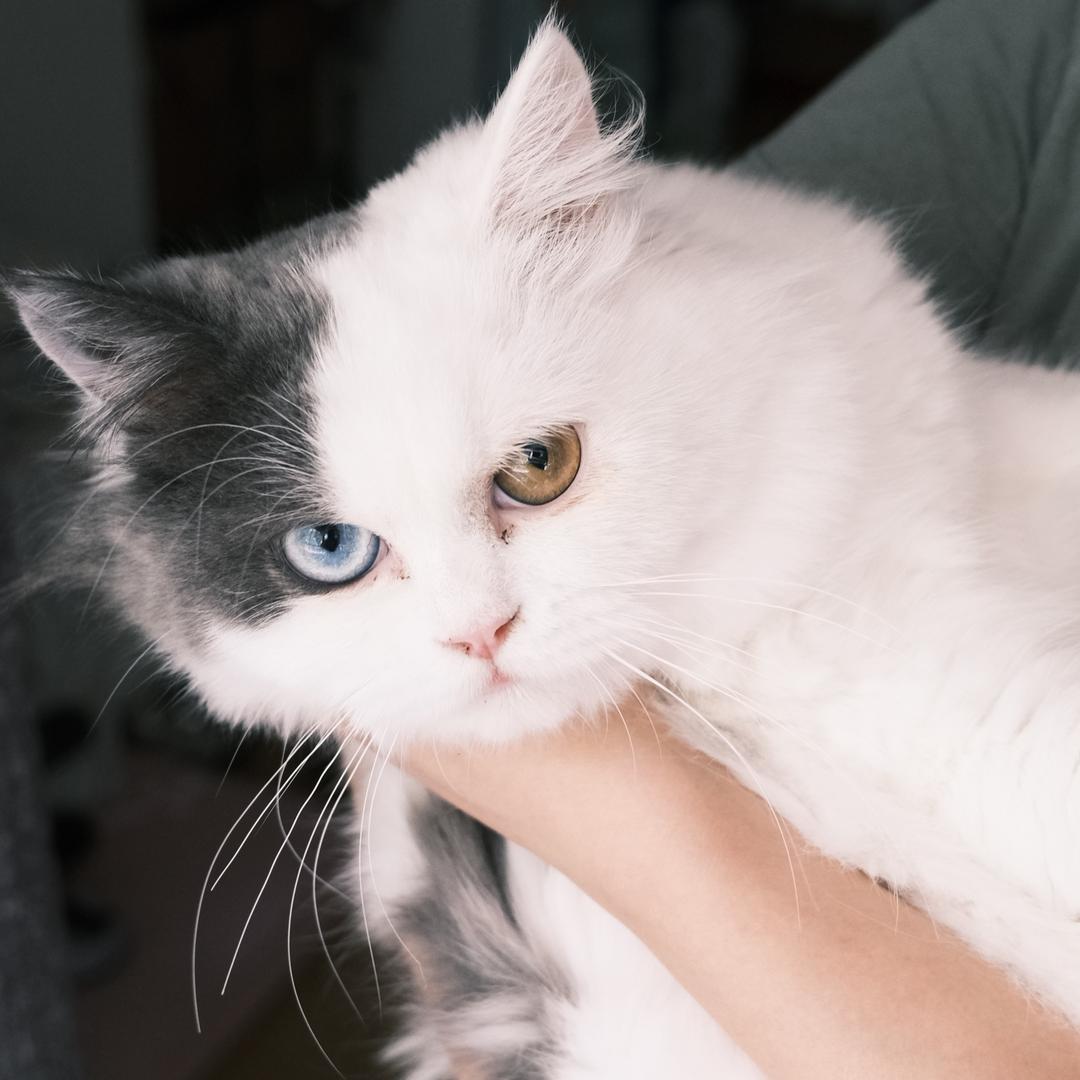 五月十一是俩猫啊