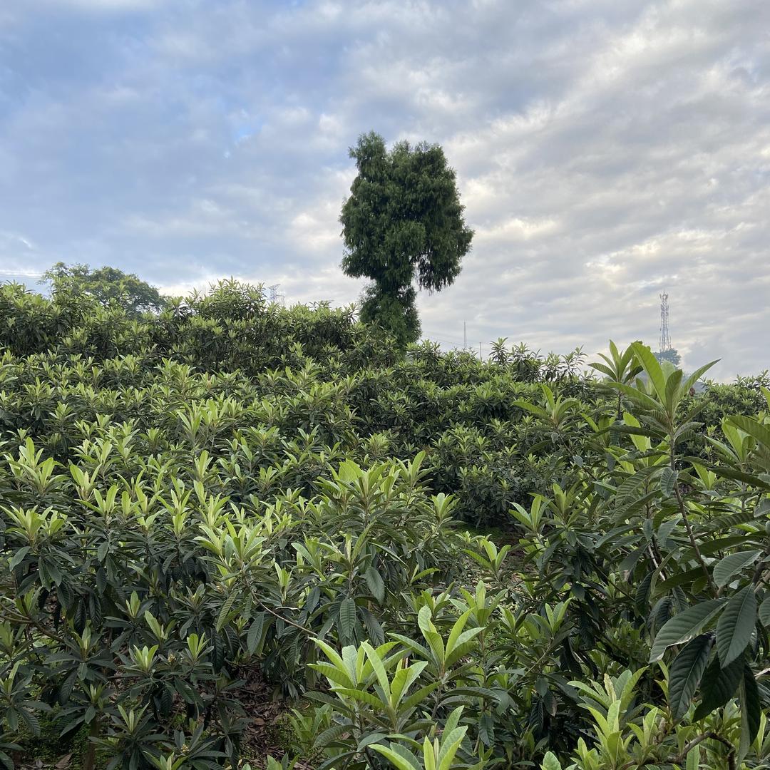 耕之香土特产