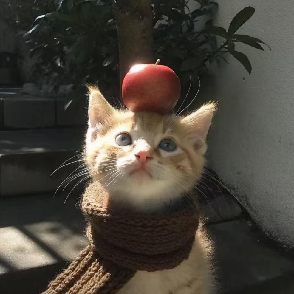房东的猫.
