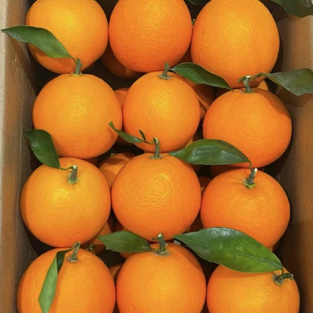 小向青蚯蚓黑蚯蚓