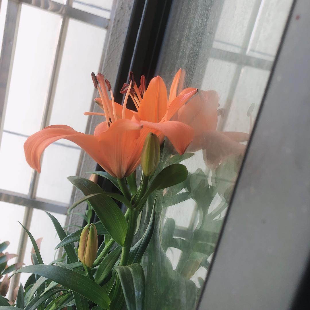 紫百合