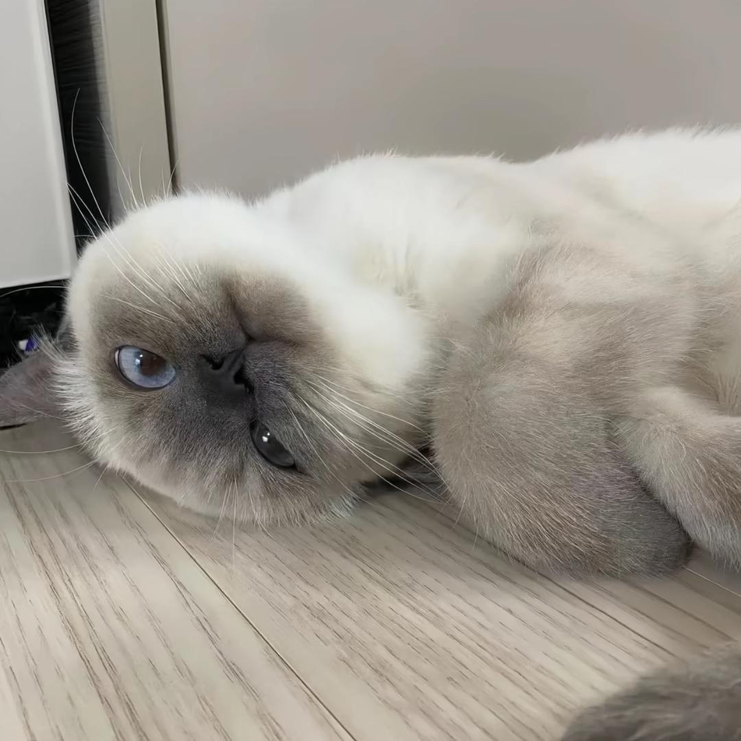 ㅤㅤㅤㅤㅤㅤㅤㅤ ㅤㅤㅤㅤ