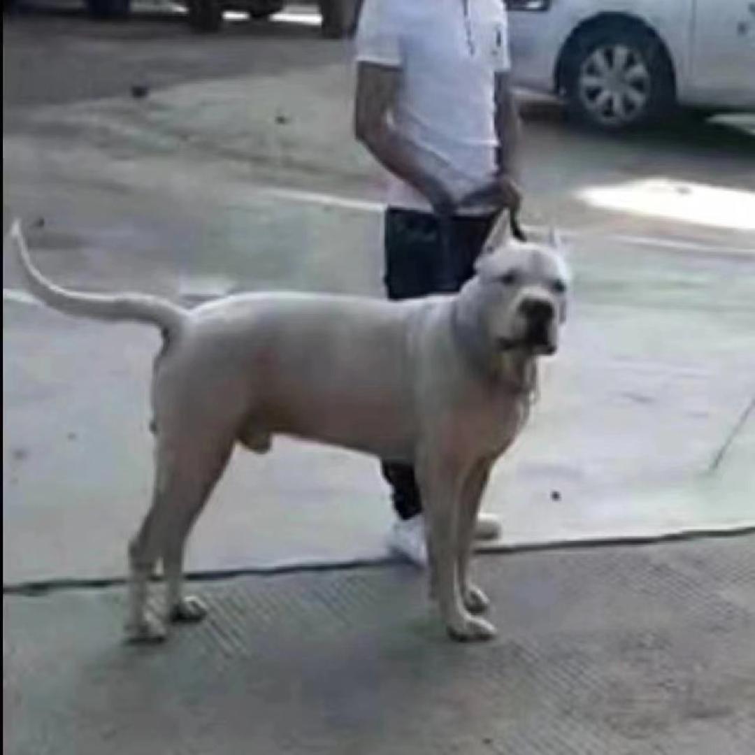 杜高犬舍