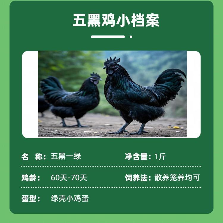 聚金禽业
