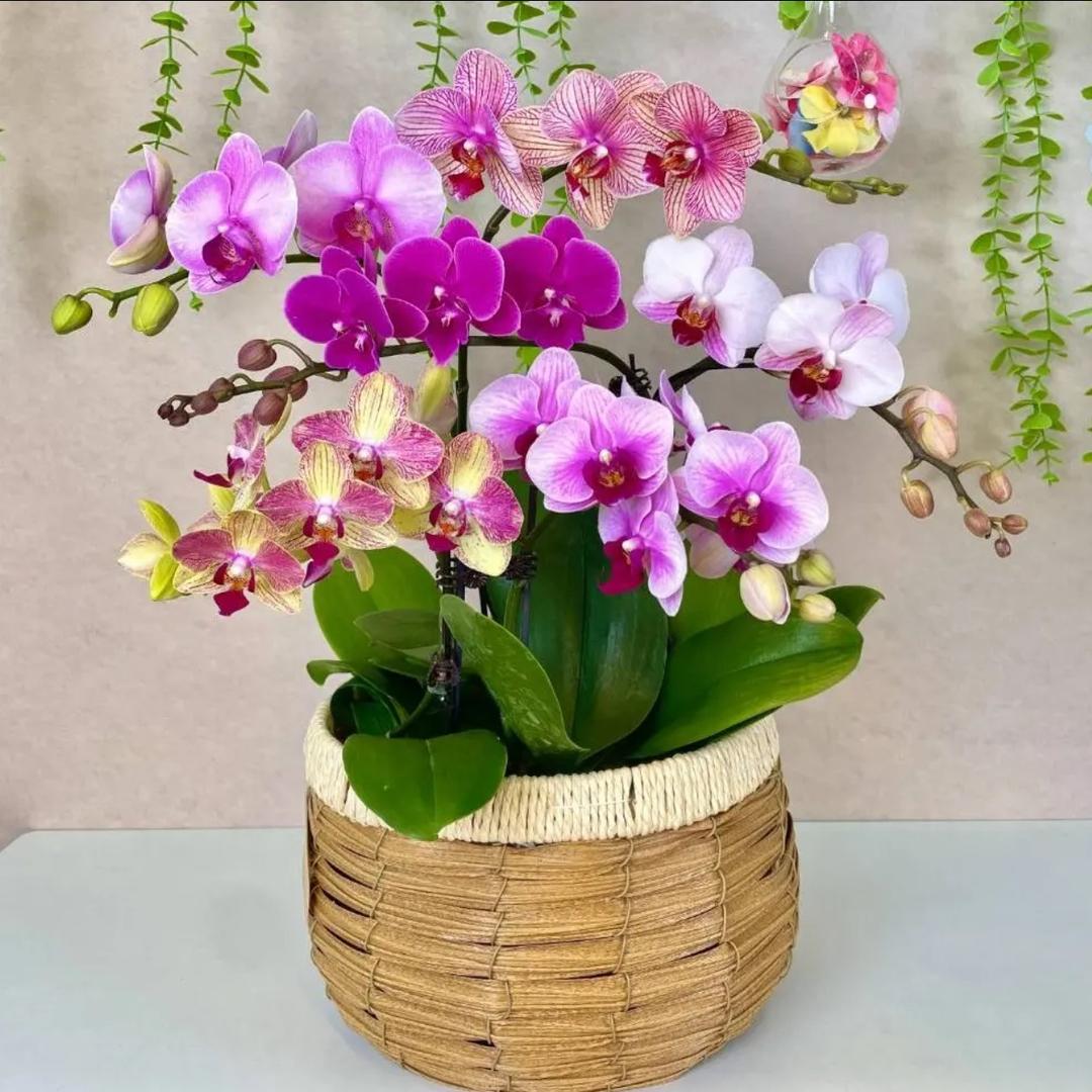 小小