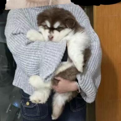球仔的铲屎官