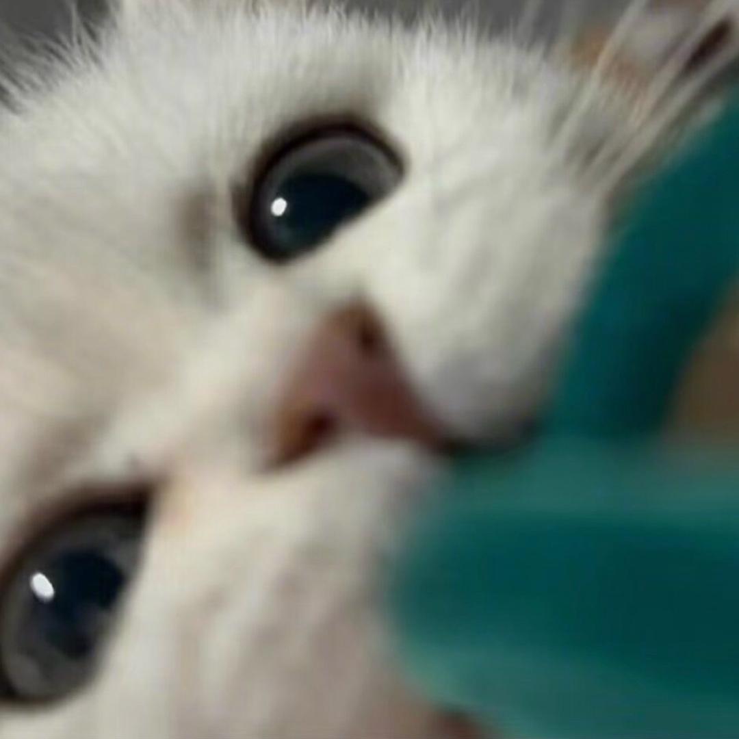 袋袋