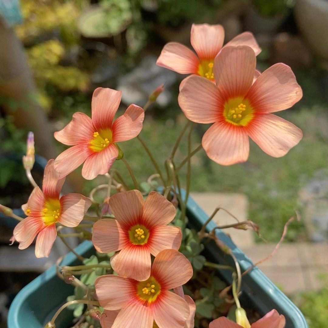 橘子味的柠檬🍋