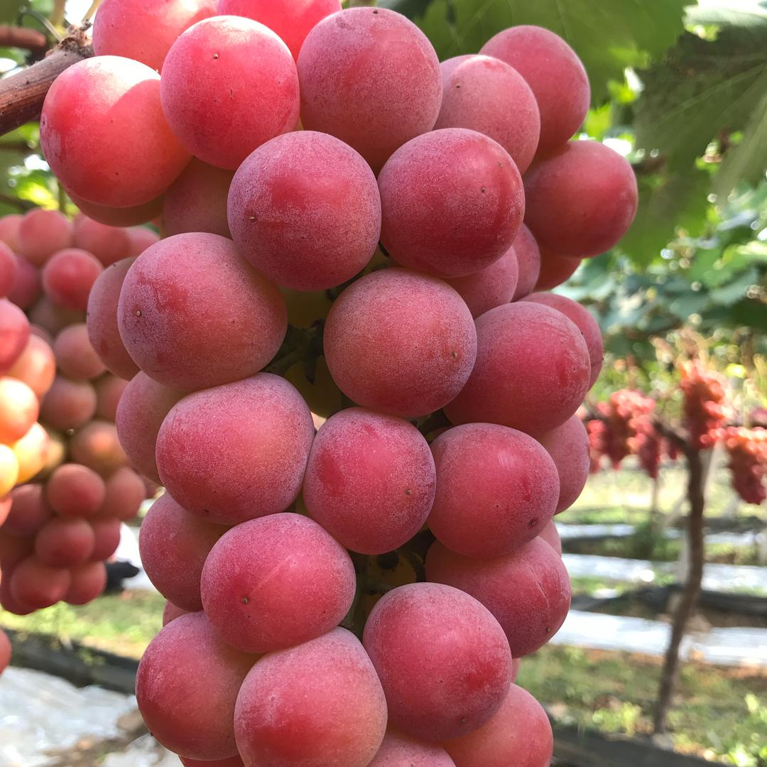 上海马陆俊宇农场