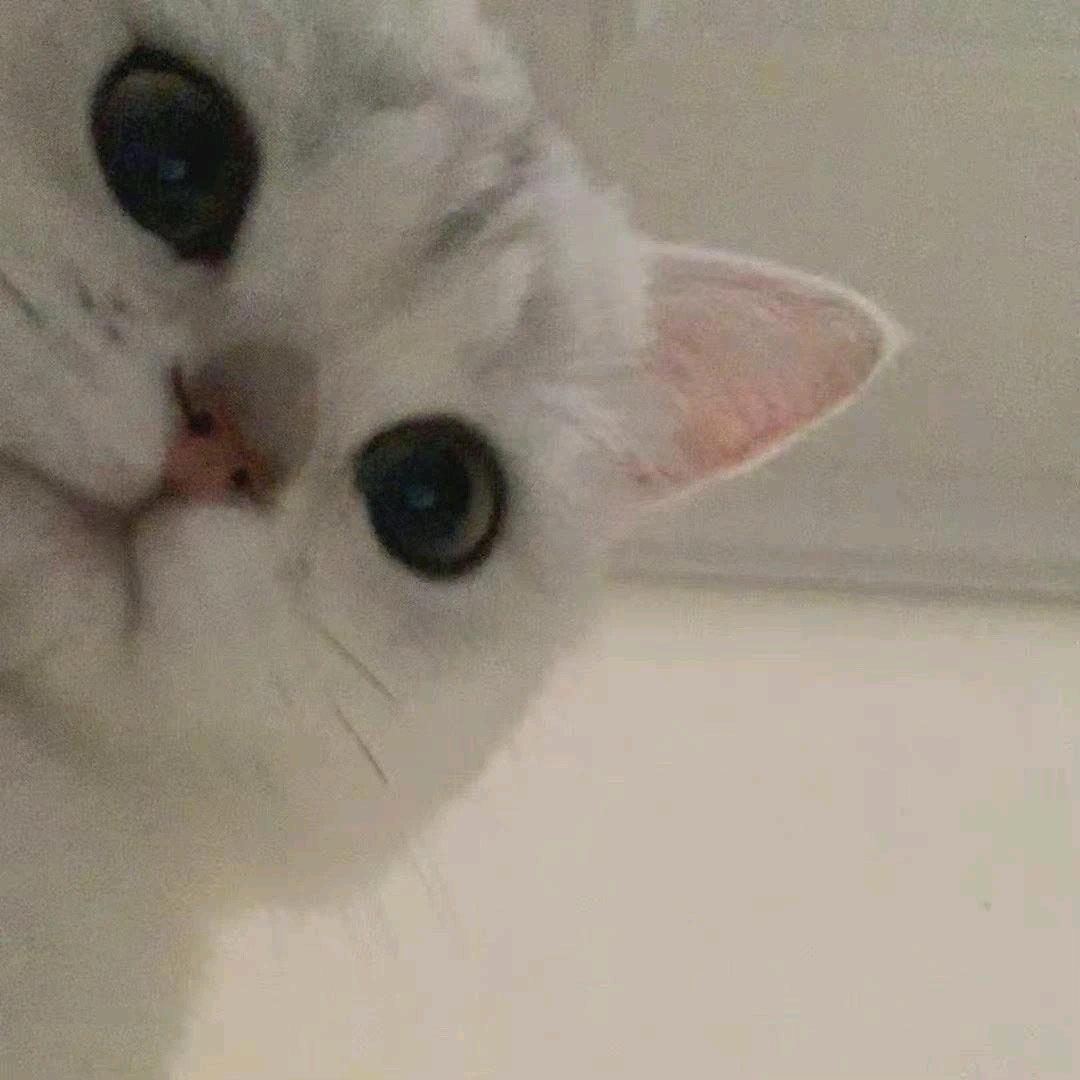 凶凶疯了
