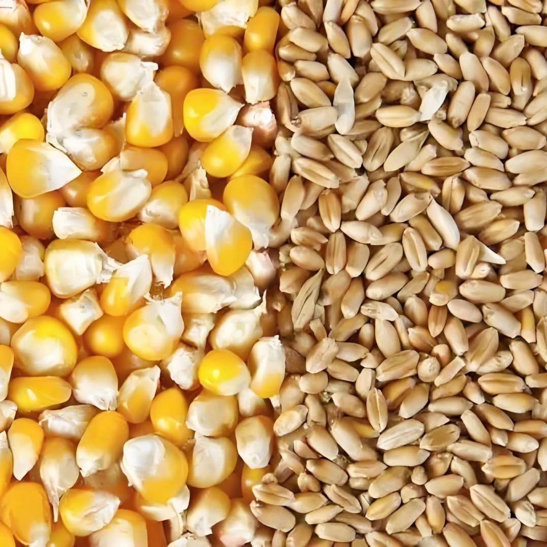 朱老师🌾🌽