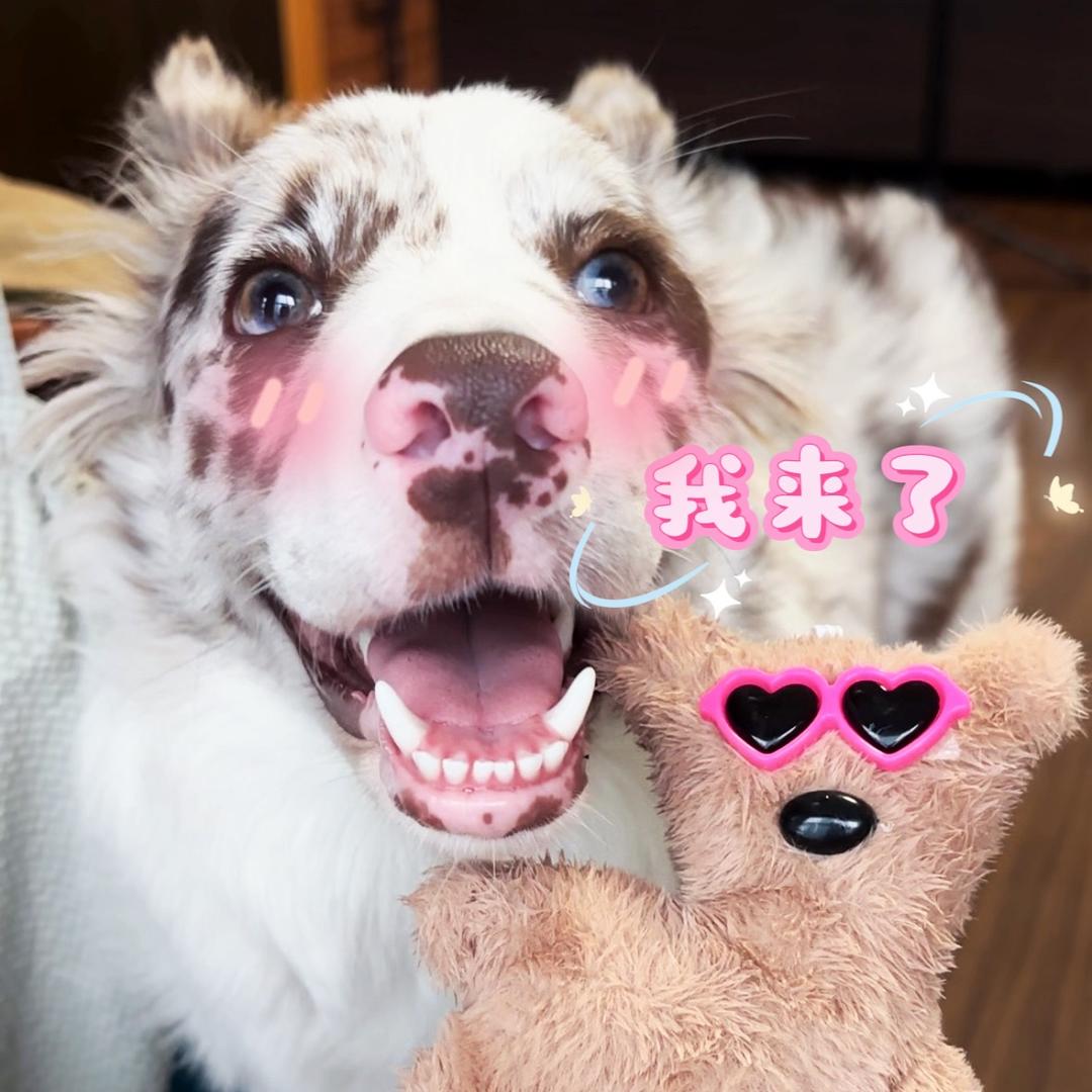 朱茶茶是只小边牧