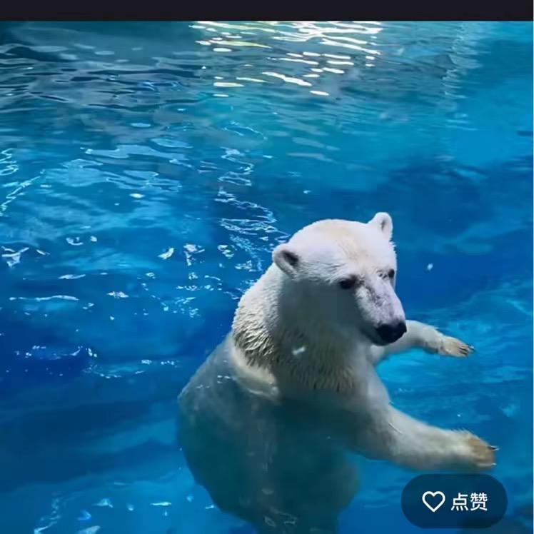 兔子🐰