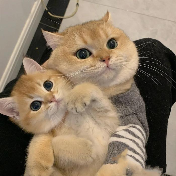 橘子养猫🐱