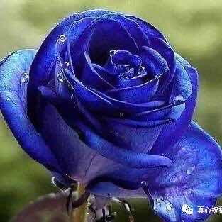 梅子🌹