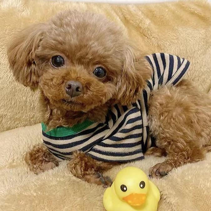 波妞的朋友圈