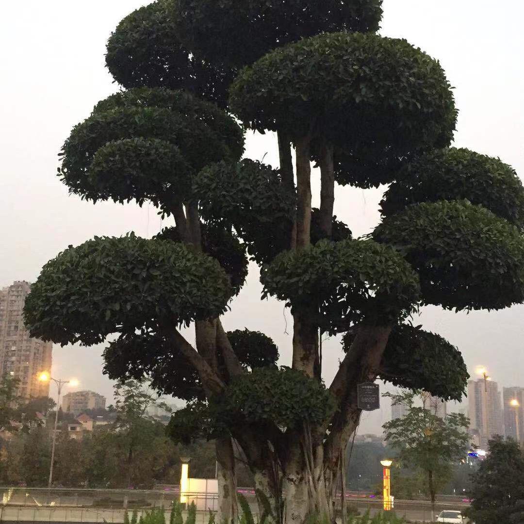 刘四哥