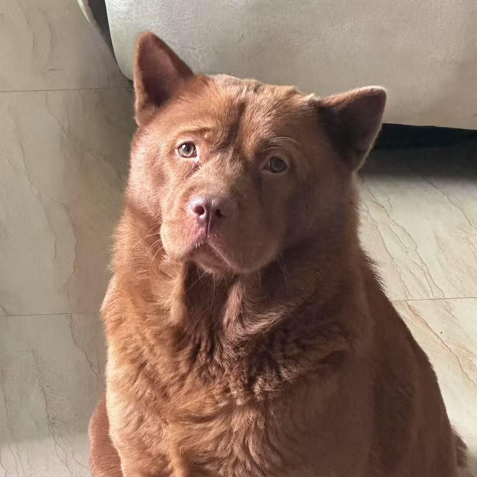 哆哆-田园犬