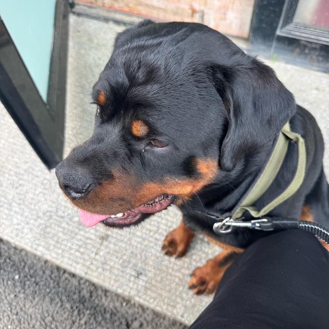 暴暴的朋友圈🐶