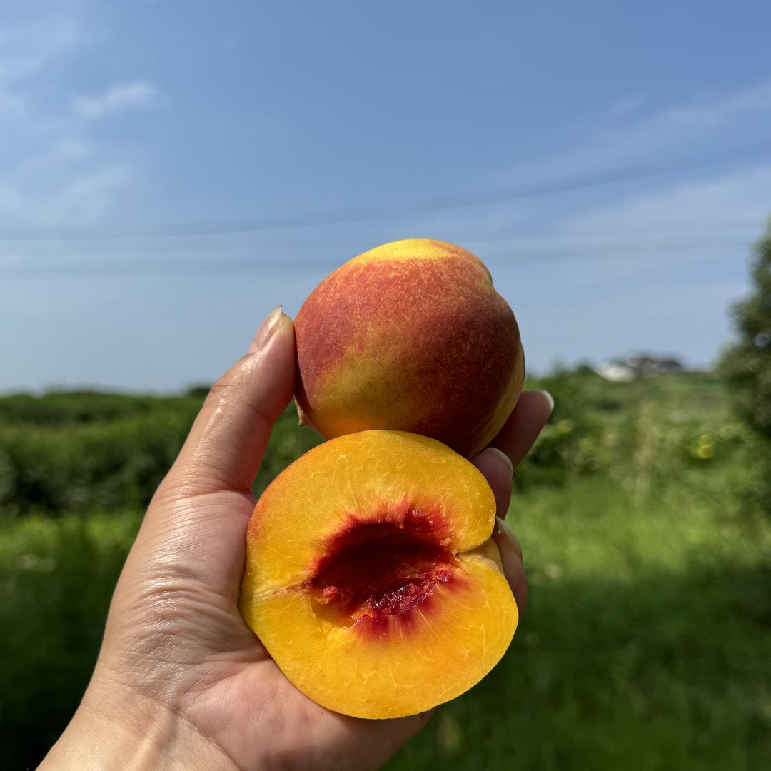锦怡特产鲜果