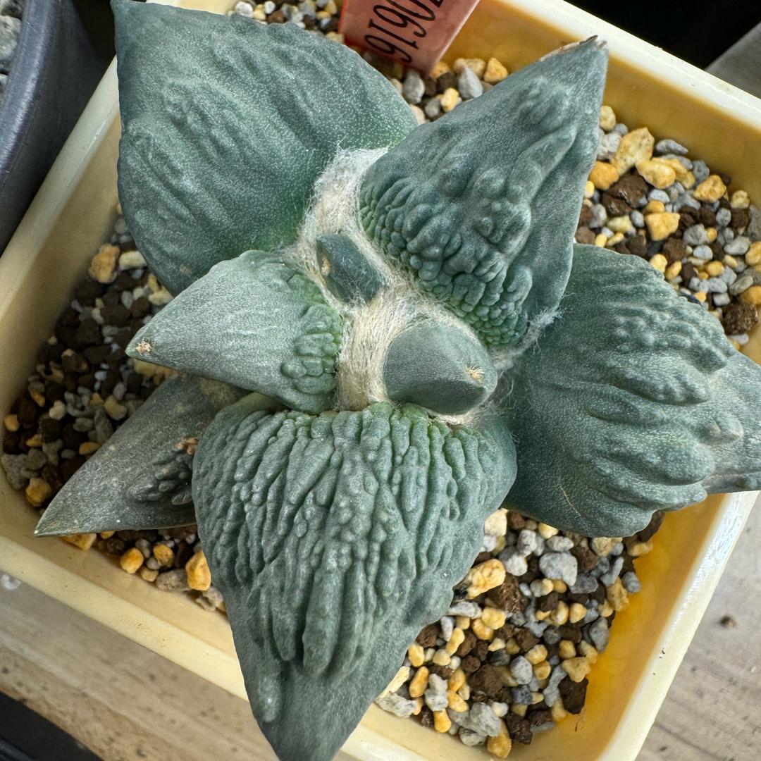 黑色的天