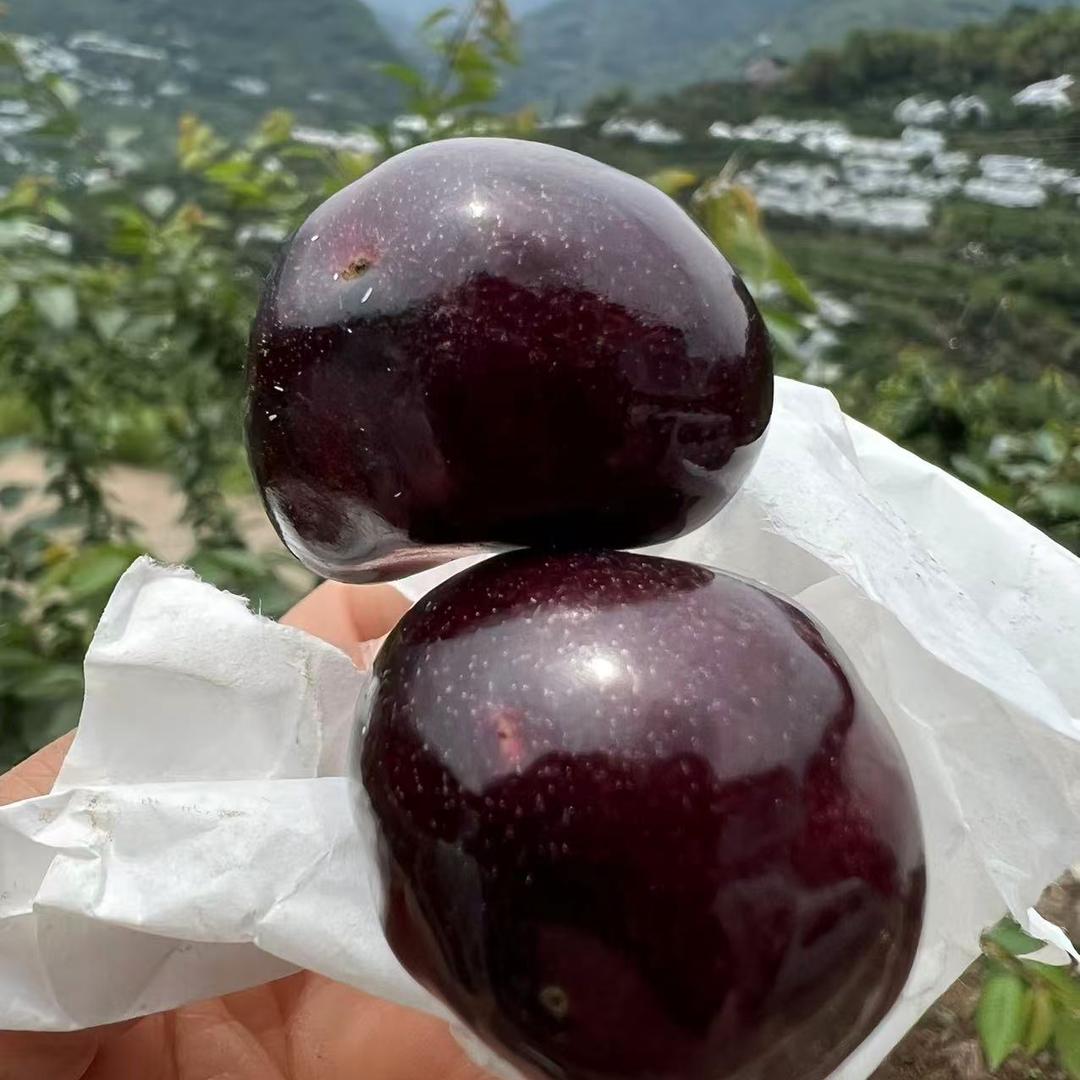 民众果业诚信果园直播号