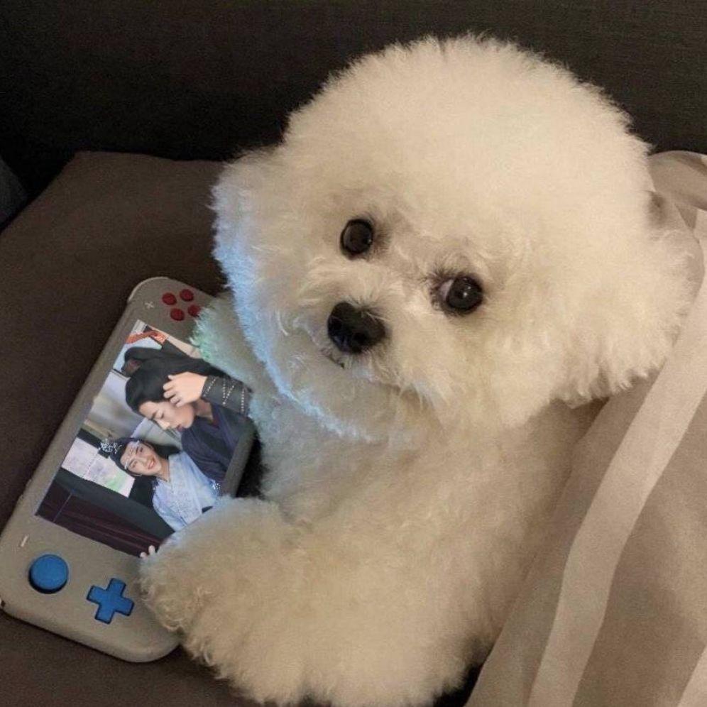 这世界没了yyq不能转