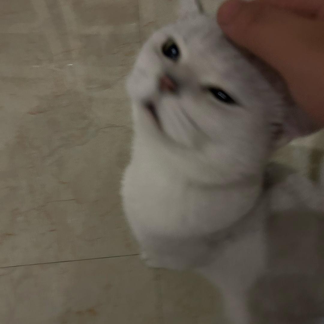 羊羊