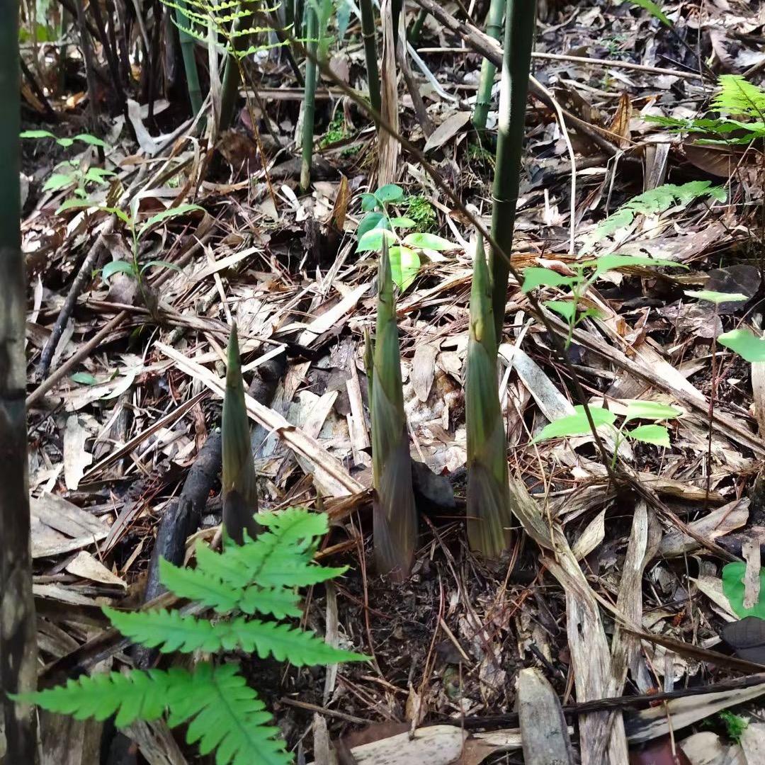 茅田土特产（中心市场店）