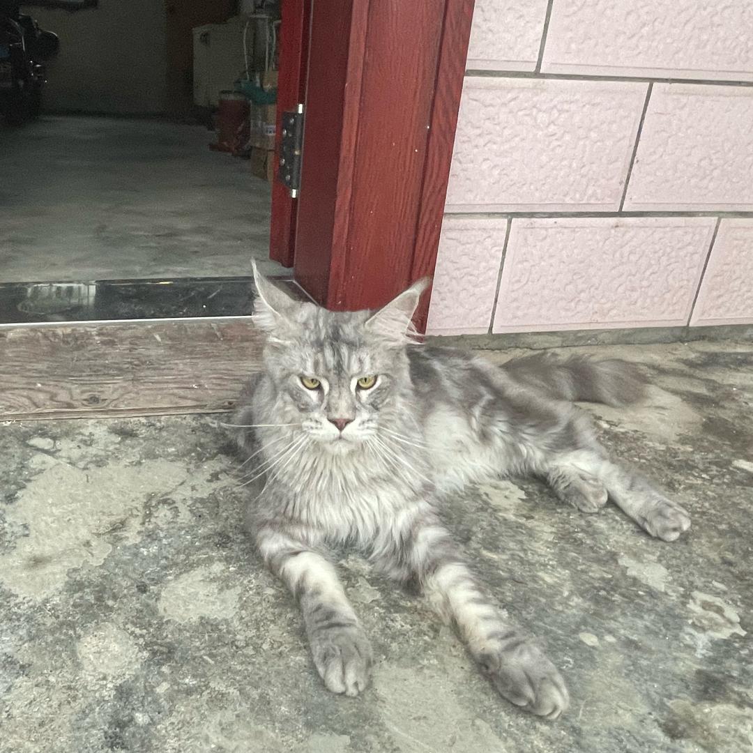 小丑别笑