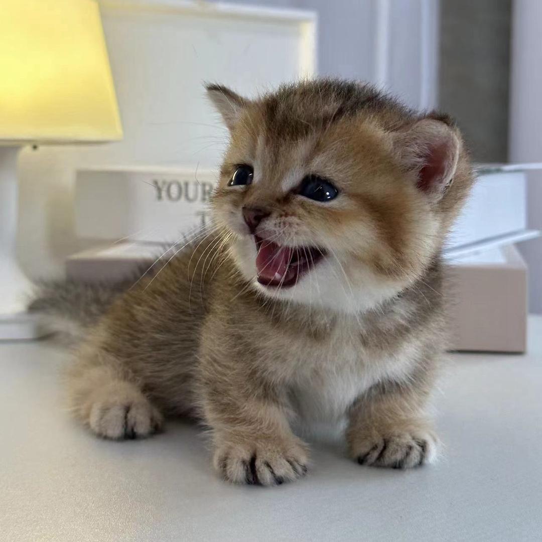 四季与猫生