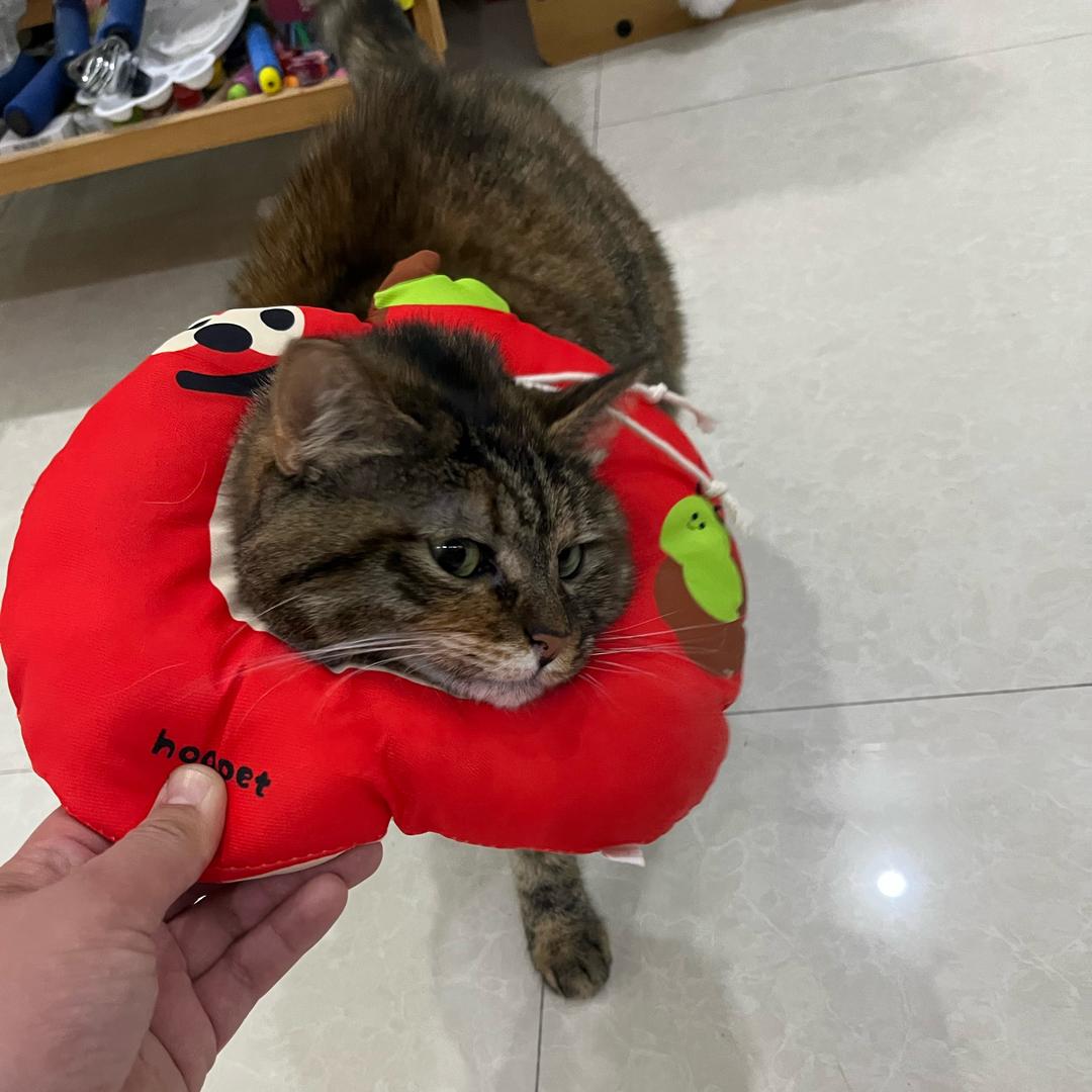 我叫脏脏狸