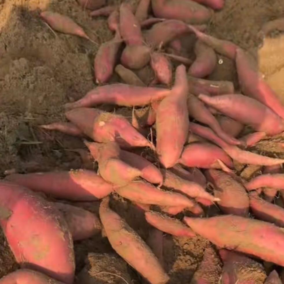 卖红薯的小姐姐