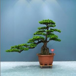 绿景园艺