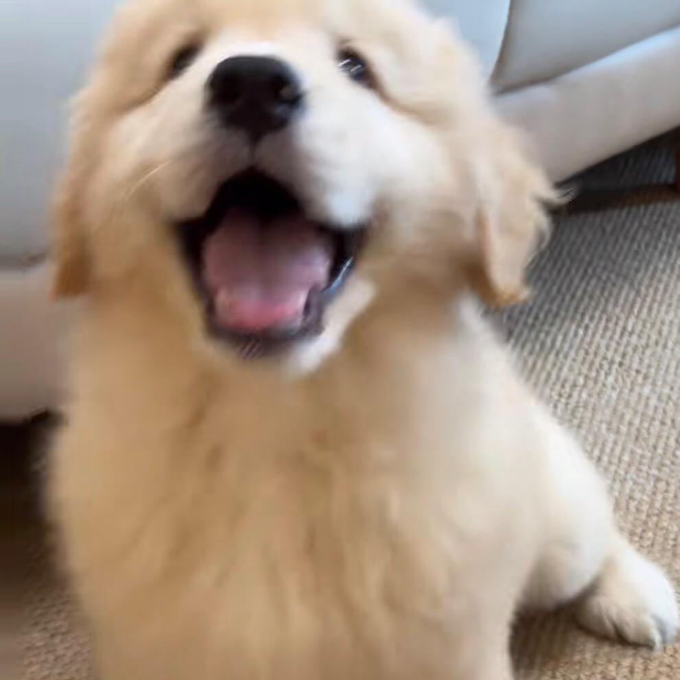 不吃青菜的小狗（想要🐶🐶🉑️思）