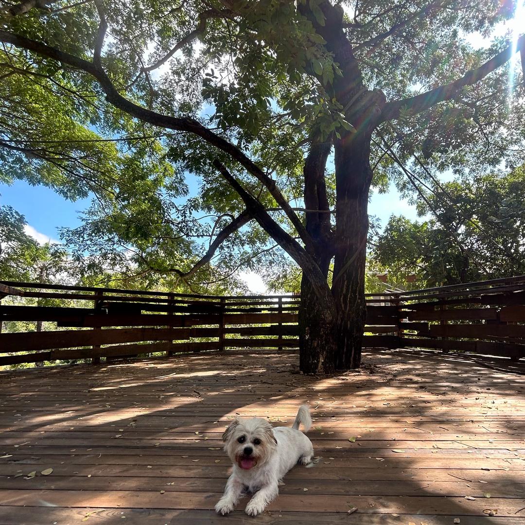 西双版纳专业搬运