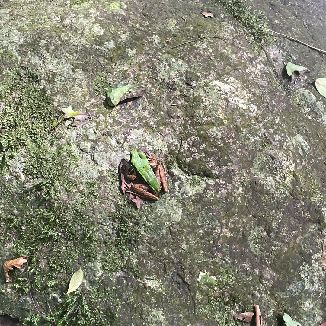 青青河边草