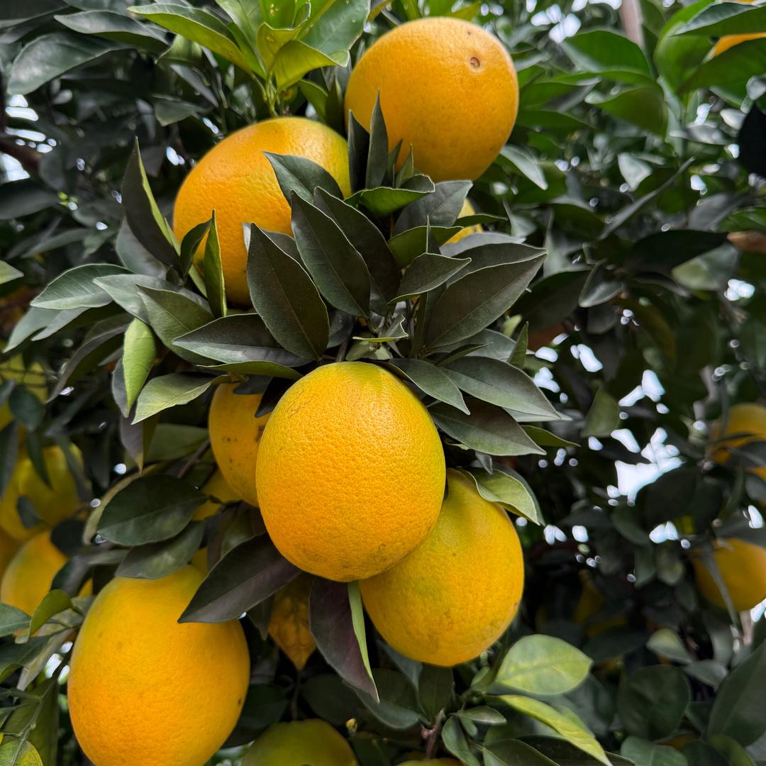 赣南脐橙🍊（产地发自然熟明天到）