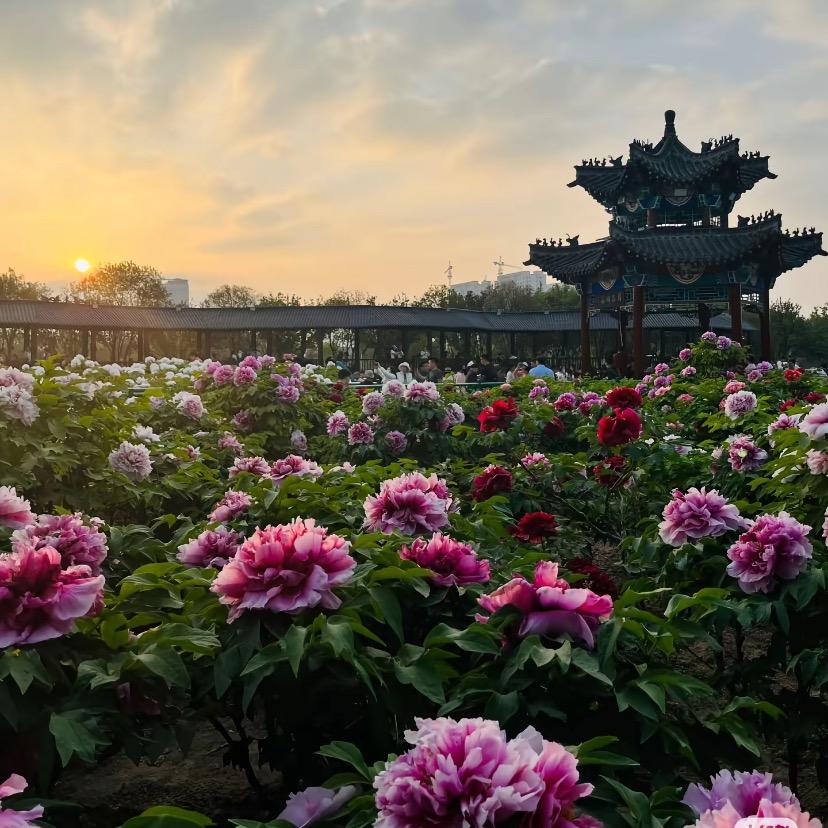 牡丹💐