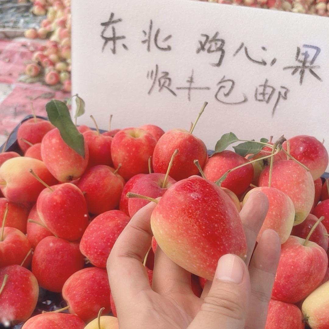 鞍山南果梨