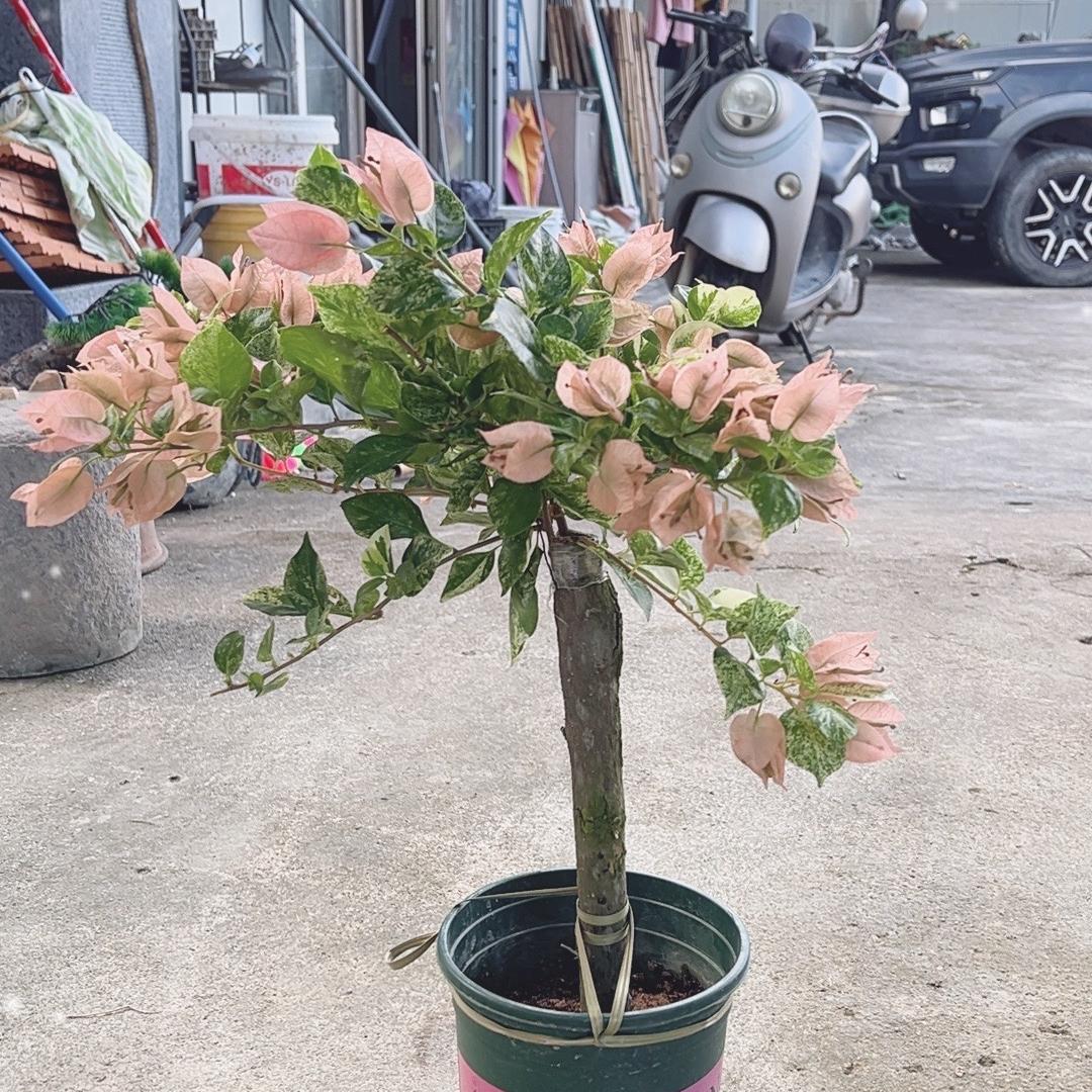 棋城花卉
