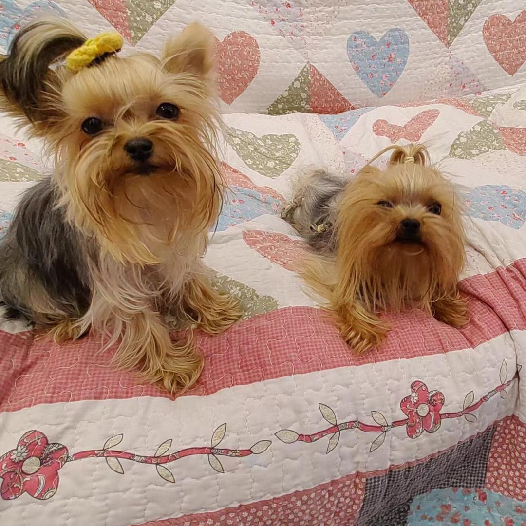 @宝宝是只约克夏👼🏻买🐶丝