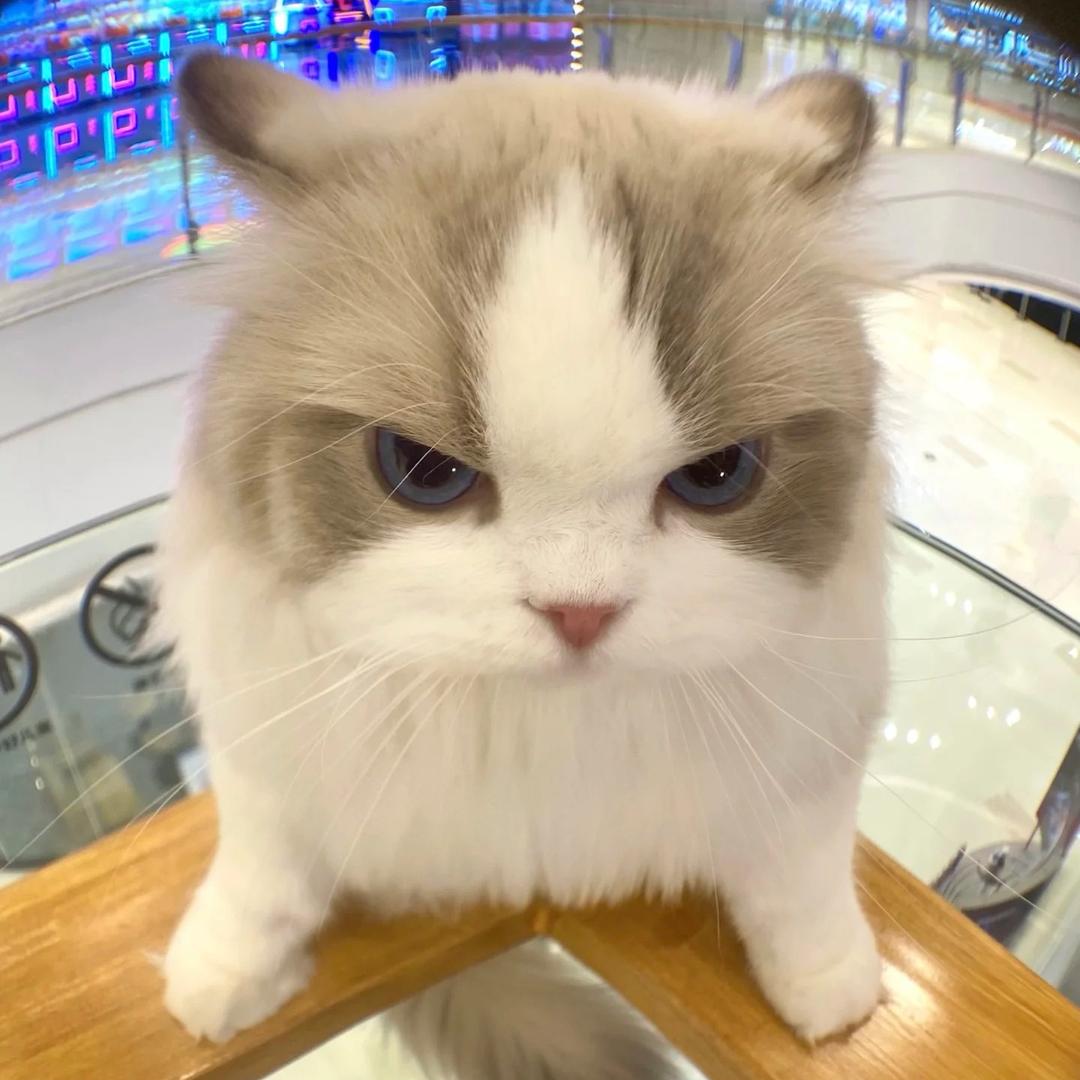 小仪