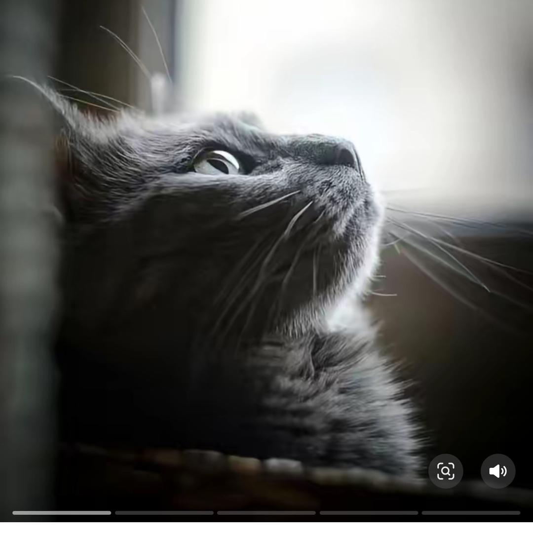 蹦蹦的松果
