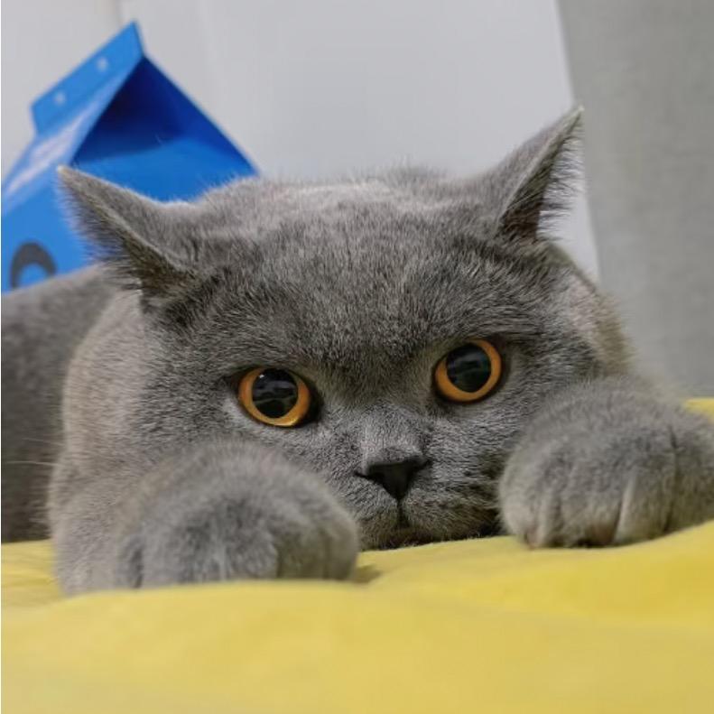 黑马玩具供应链